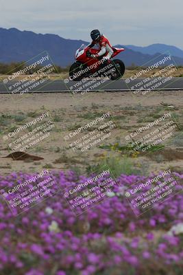 media/Jan-14-2023-SoCal Trackdays (Sat) [[497694156f]]/Turn 14 Exit Bloomig (145pm)/